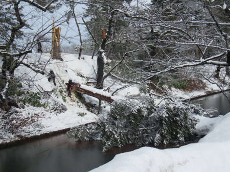 大雪で倒木した弘前公園の推定樹齢260年の松と桜を、