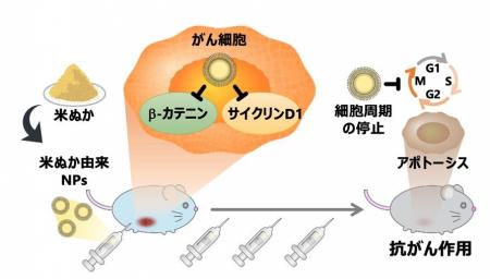 米ぬか由来ナノ粒子の抗がん作用を確認 ～未利用資源