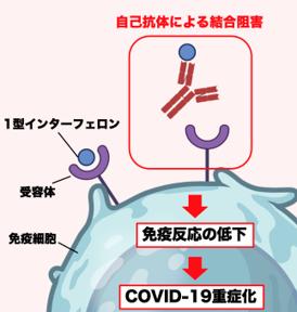 新型コロナウイルス感染症の重症化メカニズムを解明
