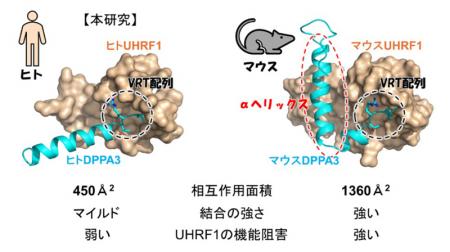 ヒトとマウスでは違う？　
卵子・初期胚で働くutf-8