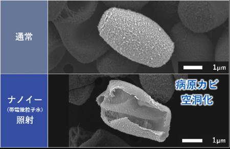 夏に咳？カビが原因？　病原カビ※1をナノイー（utf-8