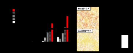 肝臓の線維化マクロファージが作られる機序を解utf-8