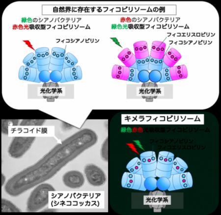 【東京農業大学（共同研究）】ビリン合成制御にutf-8