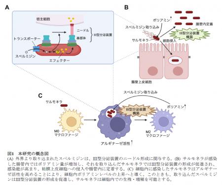 病原細菌サルモネラは宿主ポリアミンを利用し、utf-8
