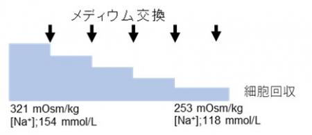 慢性低ナトリウム血症とその急速補正がミクログutf-8