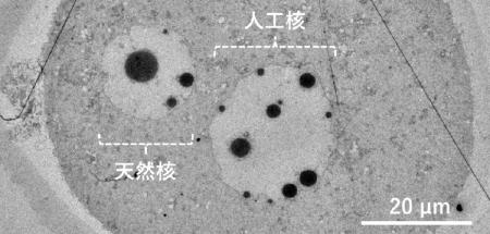 世界初！卵子にDNA溶液を注入することで人工細胞utf-8