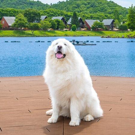 「楽天トラベル」、犬の日に合わせて、宿の看板犬ラン