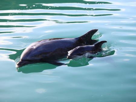 【下田海中水族館】元気に育て！イルカの赤ちゃん！！