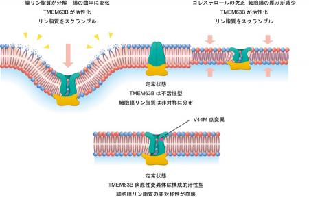 細胞膜リン脂質の分布を制御する新しいメカニズutf-8