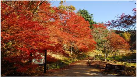 六甲高山植物園 紅葉見頃のため12月1日（日）まutf-8