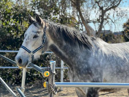 【引退した競走馬をどうする？】産学連携によるプロジ