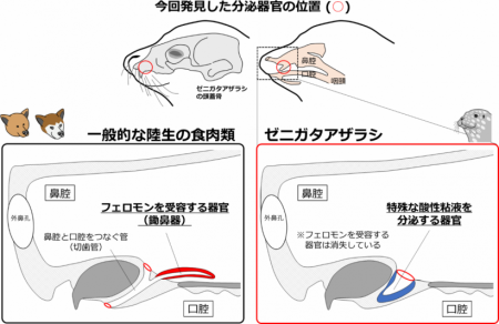 【東京農業大学（共同研究）】アザラシではフェutf-8