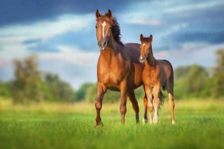 日本最大規模「引退競走馬のセカンドキャリア促進を目