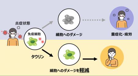 タウリンは炎症に伴う免疫細胞へのダメージを軽減する