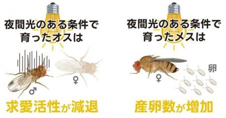 夜間の人工光がハエの繁殖を後押し? ～都市の明るさは