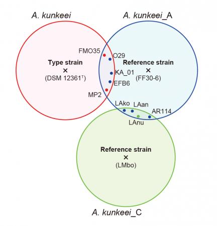 【東京農業大学】研究成果（共同）「Apilactobacutf-8