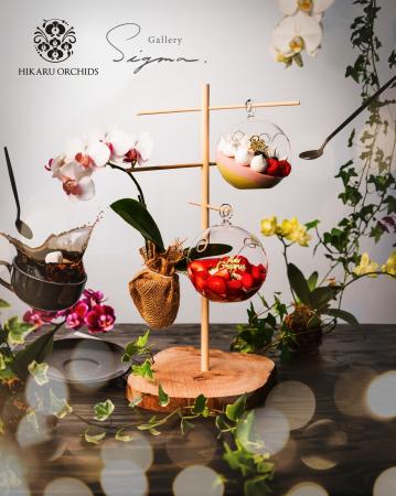 【HIKARU ORCHIDS Cafe × Gallery SIGMA. コラボ 】20