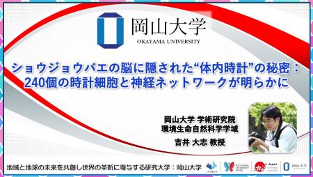 【岡山大学】ショウジョウバエの脳に隠された“体内時