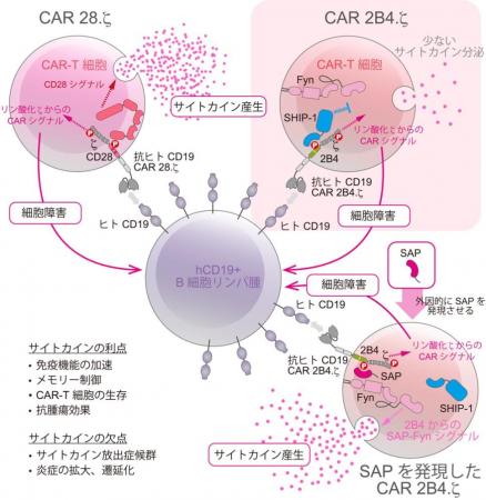 東京医科大学・熊本大学の共同研究チーム「サイutf-8