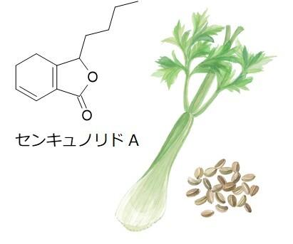 池田糖化工業、センキュノリドAを規格化した「セutf-8