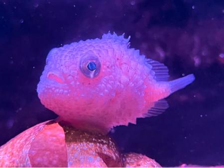 【上越市立水族博物館 うみがたり】特別展「まるっと