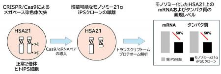 ヒト 21 番染色体部分モノソミーiPS 細胞の作製utf-8