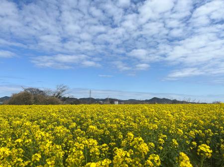 【ちくらつなぐホテル】花と海に囲まれた春の房総を遊