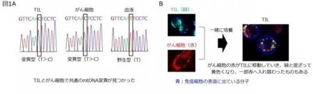 がん細胞が自らの異常なミトコンドリアで免疫系utf-8