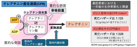 ＜横浜市立大学＞　新たな指標「CPR」を用いて重utf-8