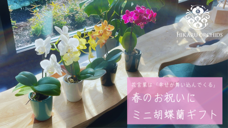 花言葉は「幸せが舞い込んでくる」春のお祝いに最適な