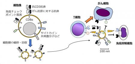 【慶應義塾】細胞膜小胞による新しいがん免疫療法製剤