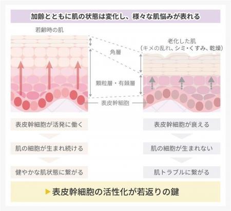 ローヤルゼリーが肌の再生や老化抑制に関わる表utf-8