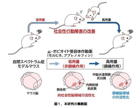 自閉スペクトラム症の薬物治療へ新たな光！ ～鎮utf-8