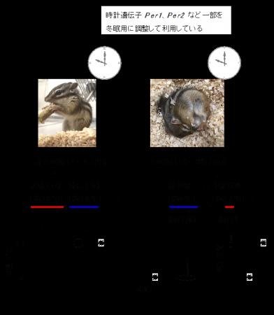 冬眠中のシマリスは周期的に目覚め、その時に止utf-8