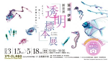 冨田伊織　新世界『透明標本』展　　３月１５日（土）