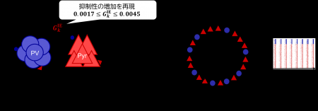 数理モデルで探る神経回路の成熟メカニズム