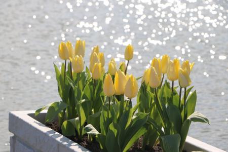 アイスチューリップ開花。寒波でも早春の足音【国営海