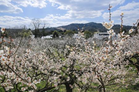 「花の宴 梅まつり2025」滋賀県最大級の梅見スポutf-8