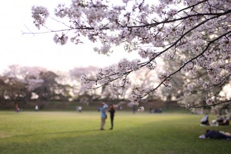 【千葉県佐倉市】日本100名城に咲く千本桜！「佐倉城