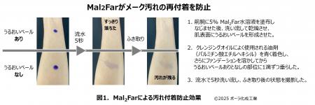 極小構造を形成する独自成分Mal2Farのうるおいベール