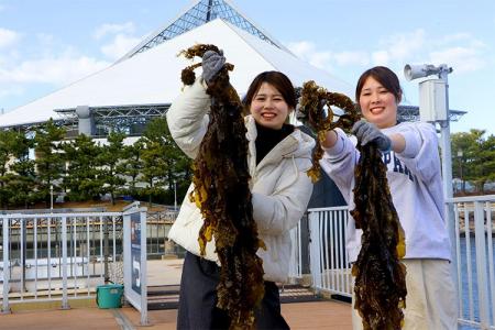 【横浜・八景島シーパラダイス】春が旬の“ワカメ”を「