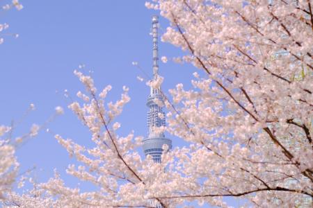 １グループ・一隻貸切！こたつ＆カラオケ完備のお花見