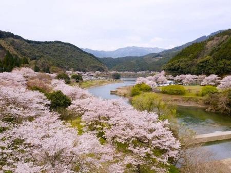 熊本県球磨郡水上村　市房ダム『一万本桜』と奥球磨の