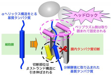 ＜横浜市立大学＞分解酵素は細胞膜の中でタンパutf-8