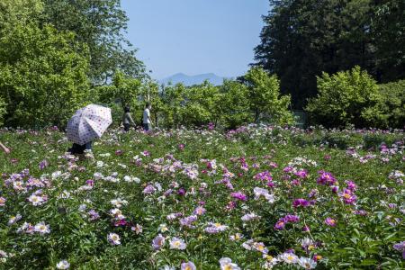 2025年度は47日間の開園「つくば牡丹園」「PEONYutf-8