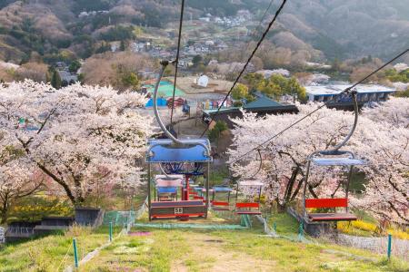 関東有数 2,500本の桜が咲く絶景イベント「さがみ湖桜