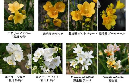 鑑賞花として人気のフリージアの花に優れた抗酸utf-8