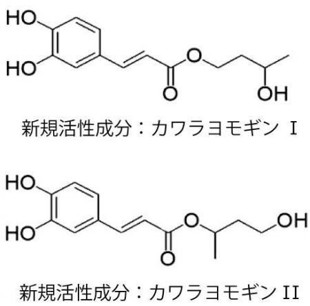 一丸ファルコス、カワラヨモギ中に真皮ヒアルロン酸分