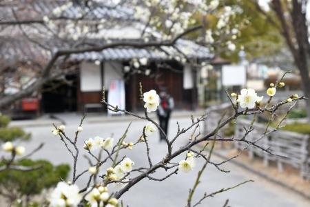 高槻市内で春の訪れを告げる梅の花が咲き始め