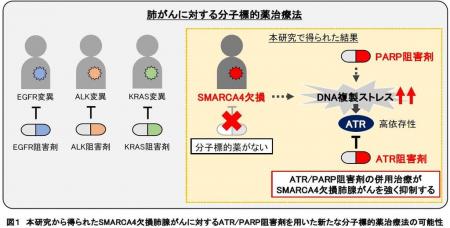 【東京医科大学】SMARCA4欠損肺腺がんに対する個utf-8